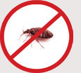 Pest Control Colchester - Bed Bugs