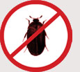 Pest Control Colchester - Carpet Beetles