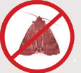 Pest Control Colchester - Clothes Moths