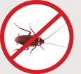 Pest Control Colchester - Cockroaches