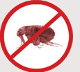 Pest Control Colchester - Fleas
