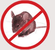 Pest Control Colchester - Mice