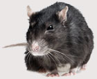 Pest Control Colchester - Rats