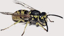 Pest Control Colchester - Wasps
