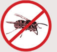 Pest Control Colchester - Wasp Nests
